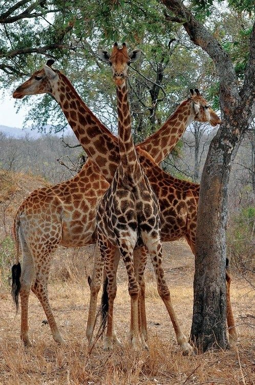 three giraffes standing together