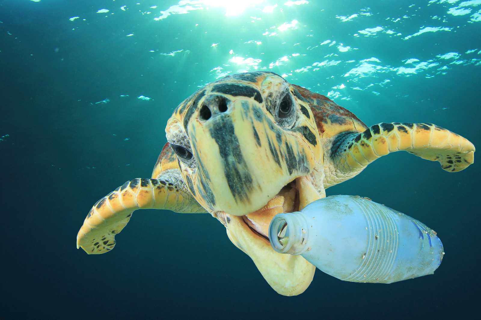Tortoise underwater